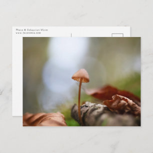 Tiny Mushroom Nature Photo Postcard