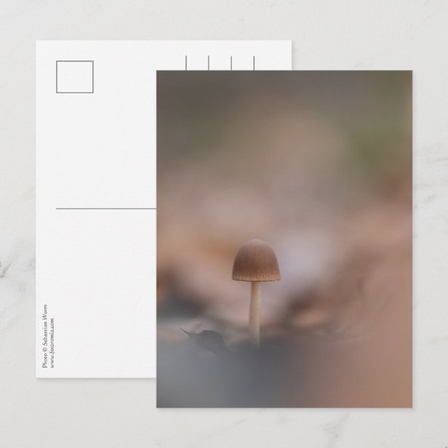 Tiny Mushroom Nature Photo Postcard (Front/Back)