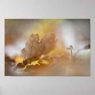 Tiny Mushroom Nature Photograph Poster