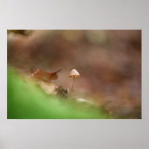 Tiny Mushroom Photo Poster