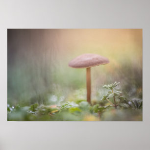 Tiny Mushroom Photo Poster