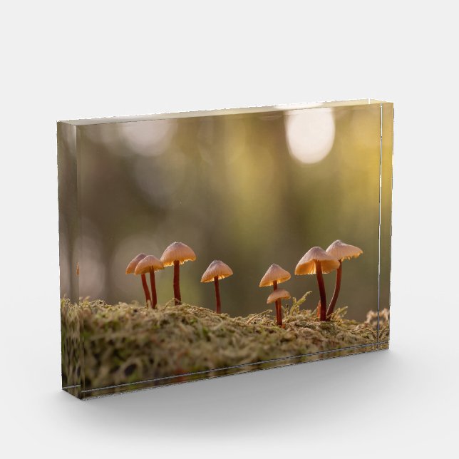 Tiny Mushrooms Nature Photo (Left)