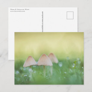 Tiny Mushrooms Nature Photo Postcard