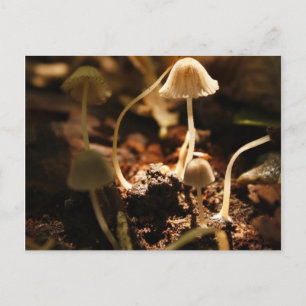 Tiny Mushrooms Postcard
