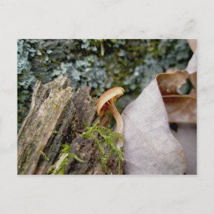 Tiny November Mushroom Postcard
