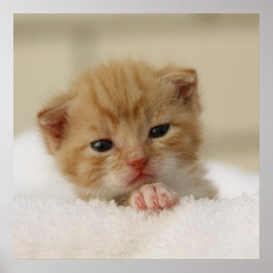 Tiny Orange Kitten Poster