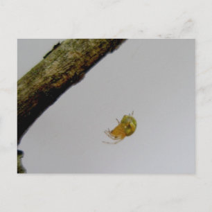 Tiny Orb Weaver Spider Postcard