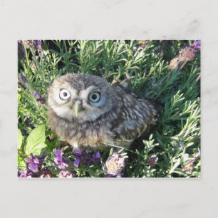 Tiny Owl Postcard