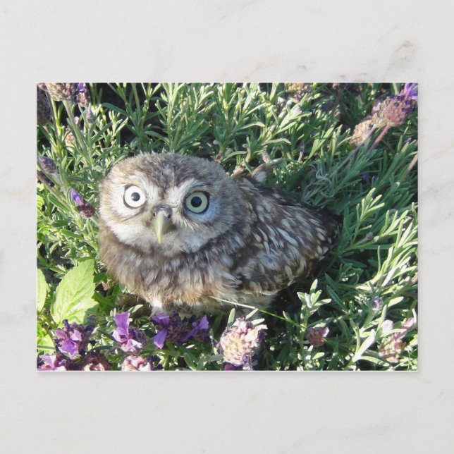 Tiny Owl Postcard (Front)