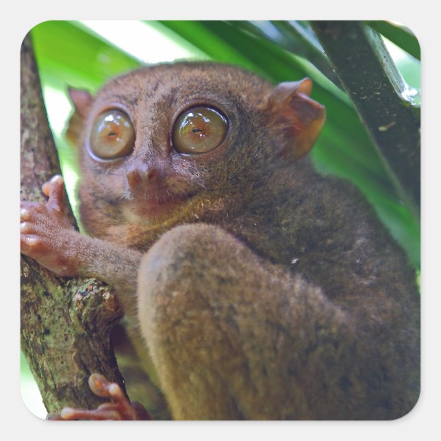 Tiny Philippine tarsier Square Sticker (Front)