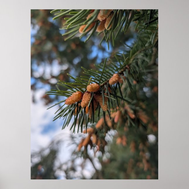 Tiny Pine Cones Poster (Front)