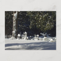 Tiny Pine Trees in Snow