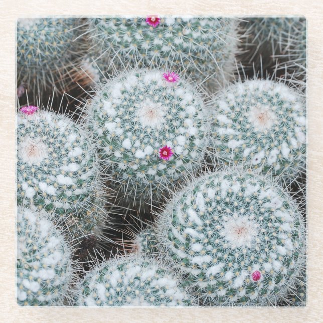 Tiny Pink Flowers Cactus Plants Glass Coaster (Front)