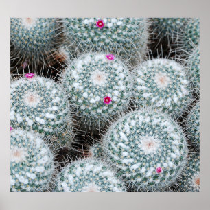 Tiny Pink Flowers Cactus Plants Poster