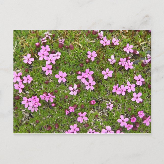 Tiny Purple Alaskan Flower Postcard (Front)