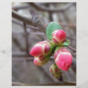 tiny red buds