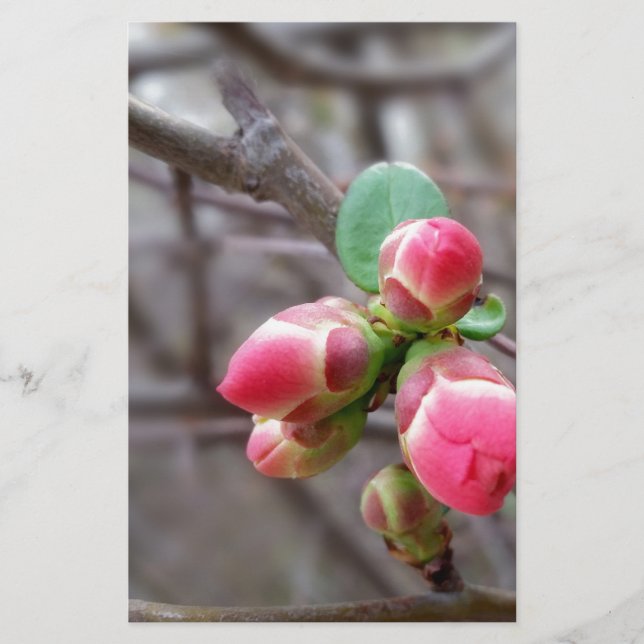tiny red buds (Front)