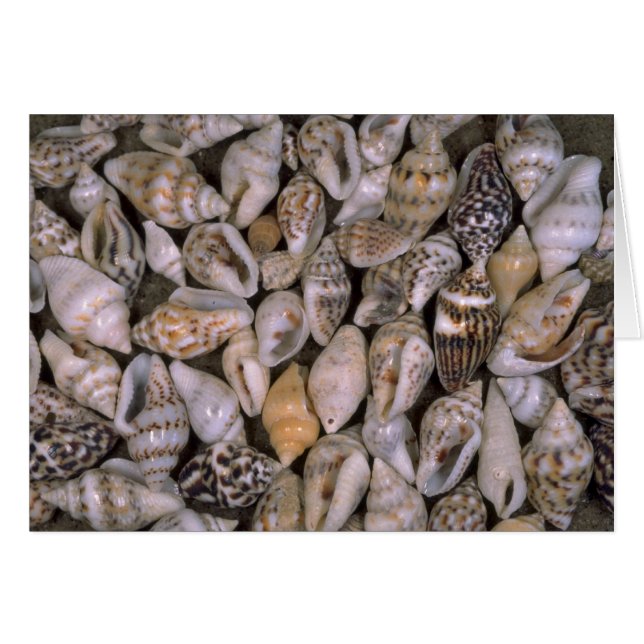 Tiny shells Shell (Front Horizontal)
