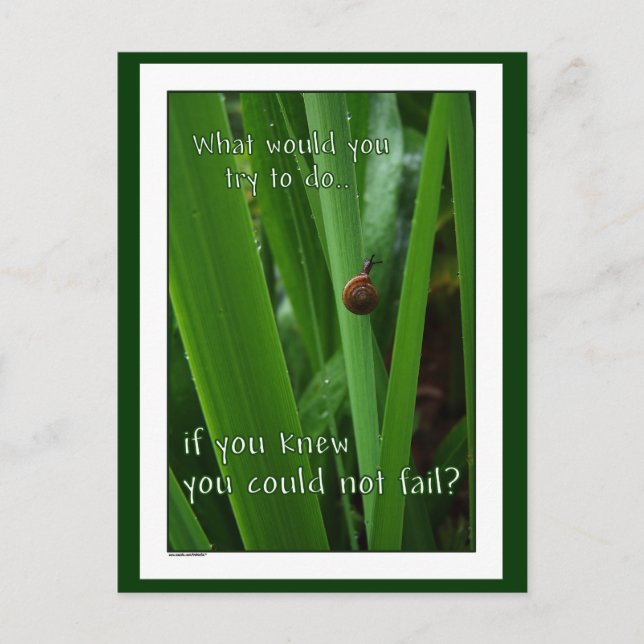Tiny Snail "If you could not fail" Postcard (Front)