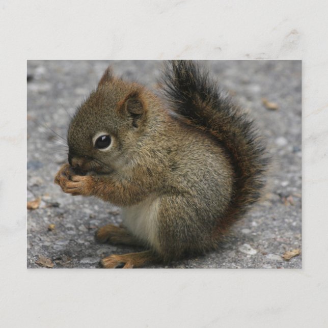 Tiny Squirrel Nibbles At Food In Paws Postcard (Front)