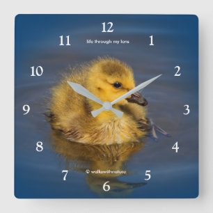 Tiny Swimmer: Canada Goose Gosling Square Wall Clock