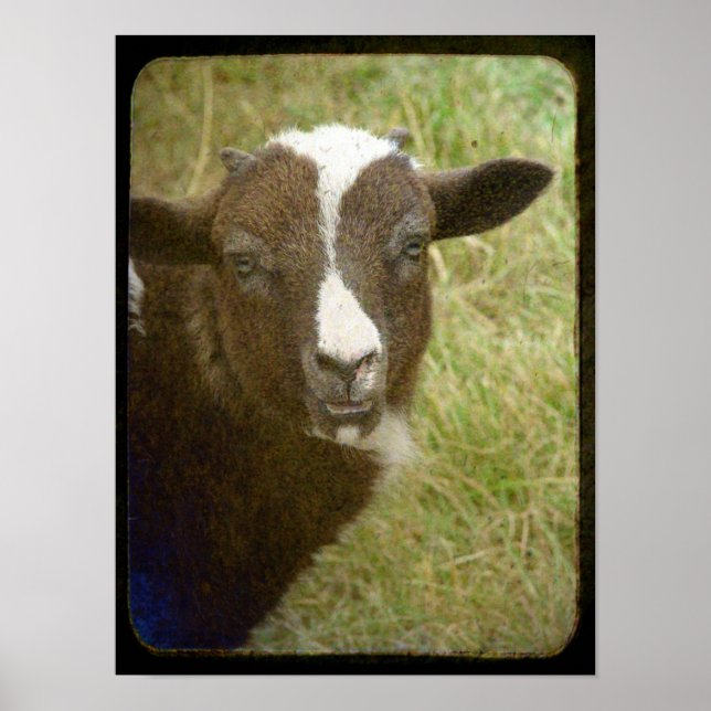 Tiny the Jacob Ewe Lamb Poster (Front)