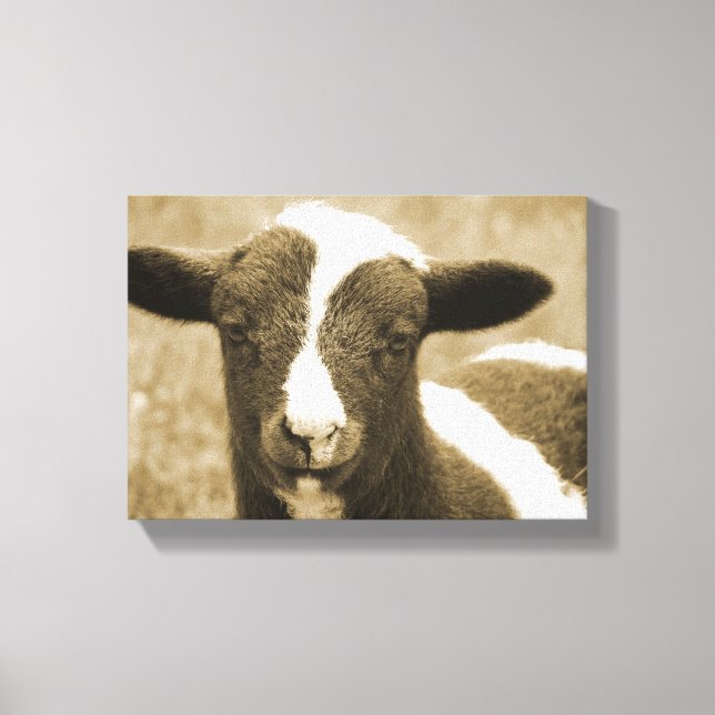 Tiny the Lamb Canvas Print (Front)