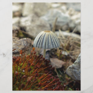 Tiny Toadstool