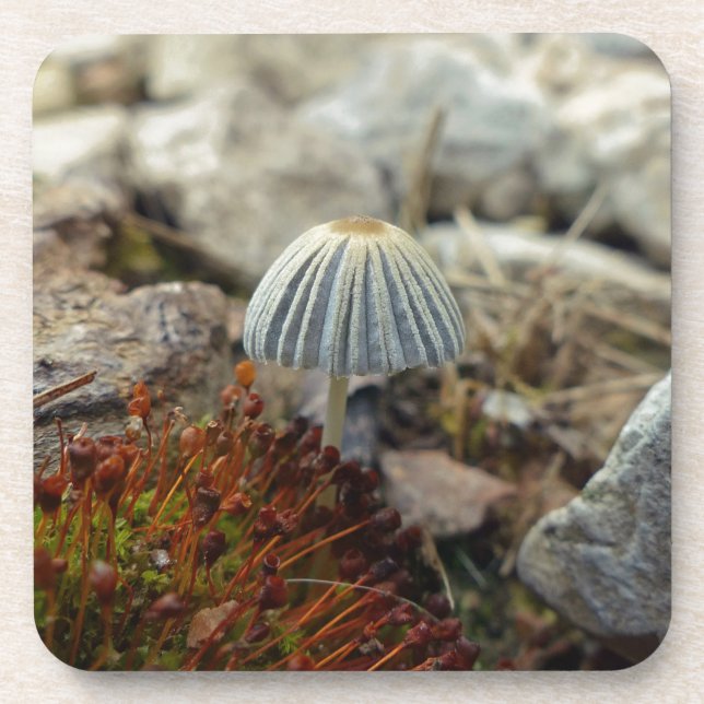 Tiny Toadstool Coaster (Front)