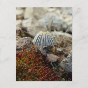 Tiny Toadstool Postcard