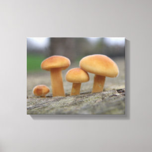 Tiny Toadstools Macro Canvas Print