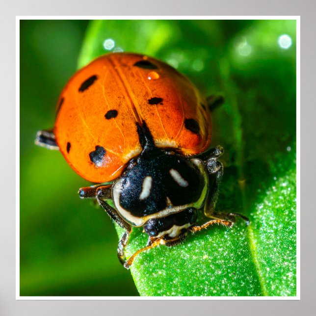 Tiny Traveler: Ladybug on a Leaf Poster (Front)