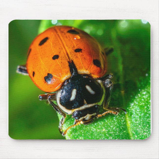Tiny Traveller: Ladybug on a Leaf Wildlife Photo Mouse Pad (Front)