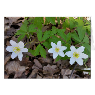 tiny white flowers