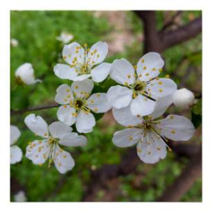 tiny white flowers poster