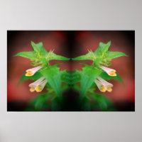 Tiny White Wildflower Close Up Mirror Abstract