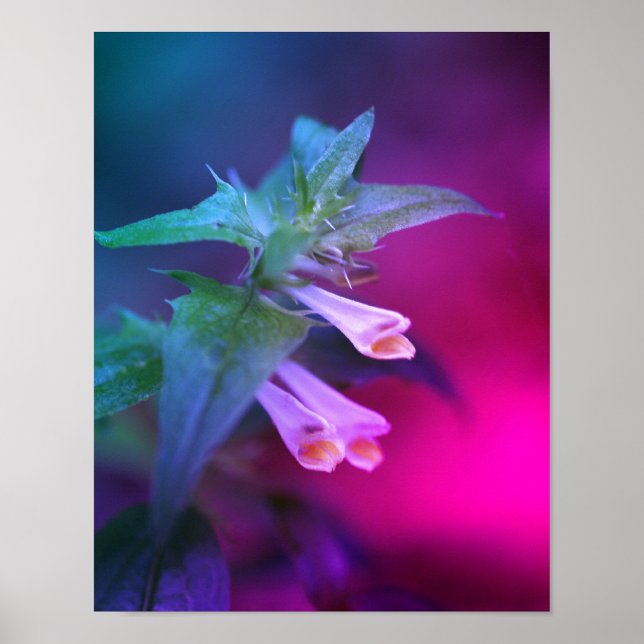 Tiny White Wildflower Close Up Tinted Poster (Front)