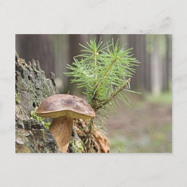 Tiny Wild Mushroom Postcard (Front)