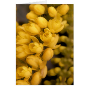 Tiny Yellow Blossoms