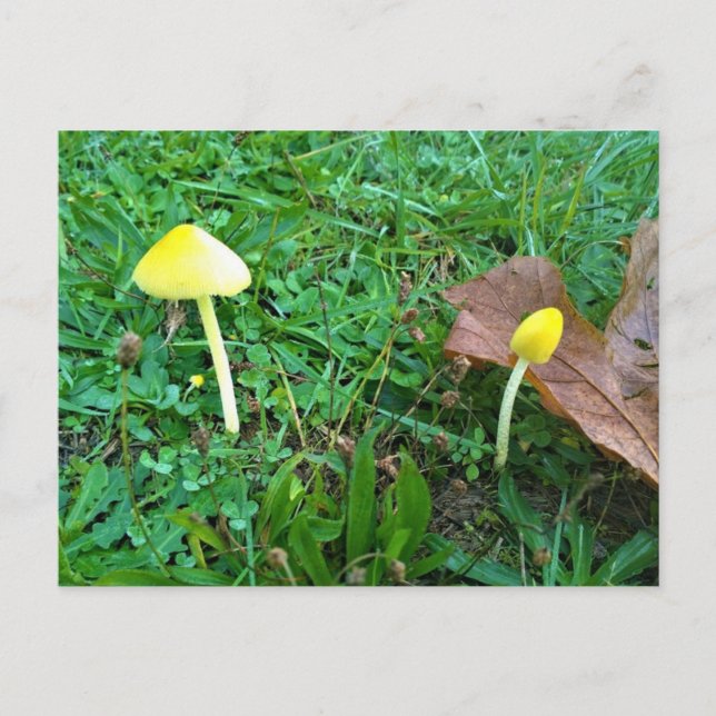 Tiny Yellow Mushrooms Postcard (Front)