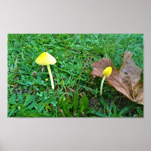 Tiny Yellow Mushrooms Poster