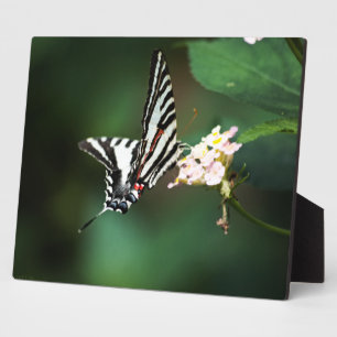 Tiny Zebra Plaque