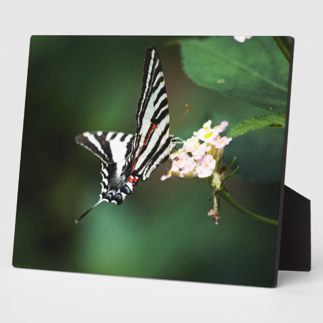 Tiny Zebra Plaque (Side)
