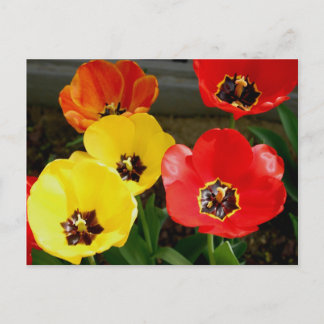 Tiptoe through the... postcard