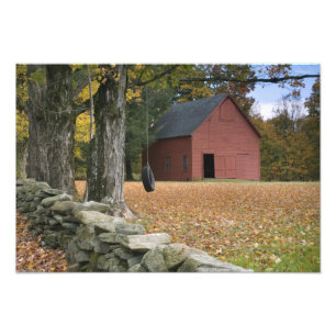 Tire swing along a road in Southern Vermont, Photo Print