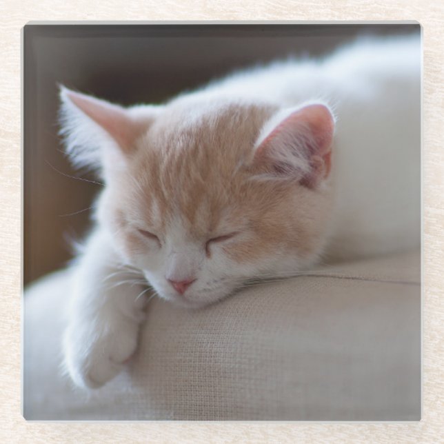 Tired Beige And White Kitten Glass Coaster (Front)