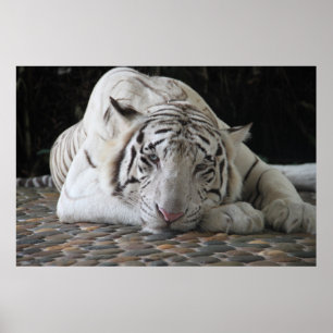 Tired Bengal White Tiger Lying On The Floor Poster