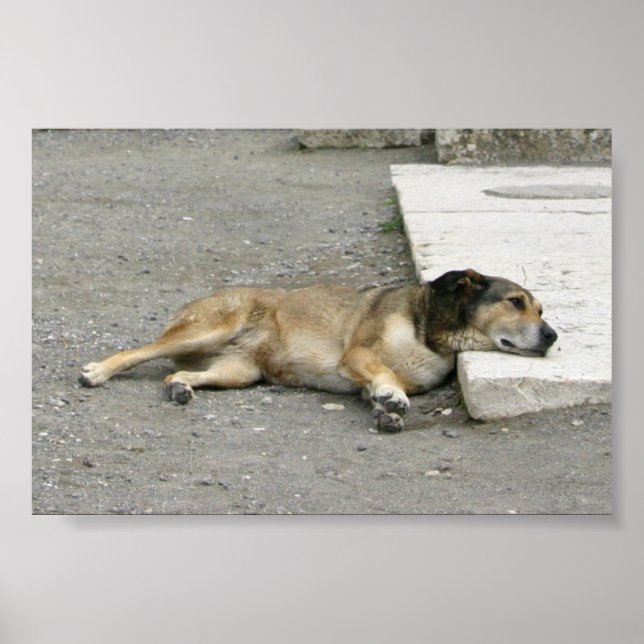 Tired Dog Custom poster (Front)