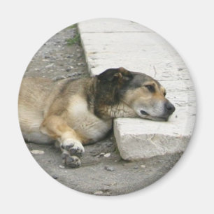 Tired Dog magnet, customise Magnet