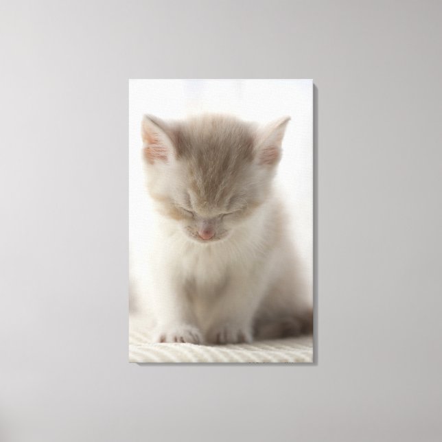 Tired Kitten Sleeping Canvas Print (Front)